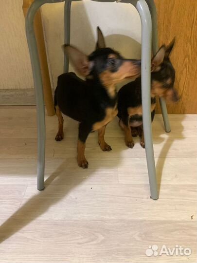 Щенки той терьер чистокровные на длинных ножках