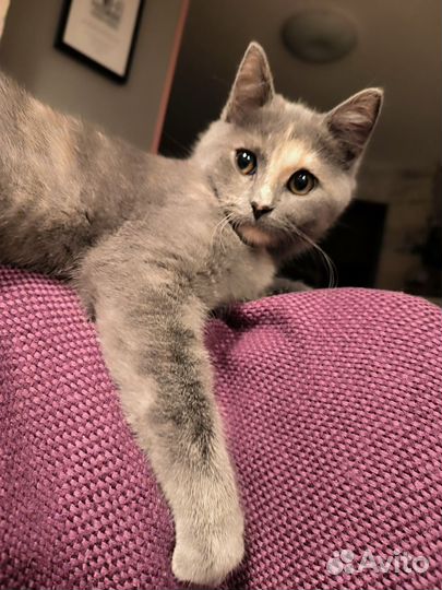 Русская голубая отдам