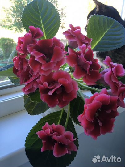 Глоксиния свежесрезаные листочки