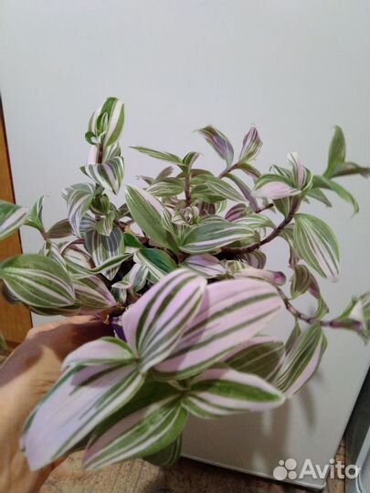 Традесканции