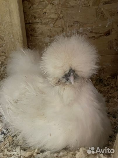 Породистые птицы