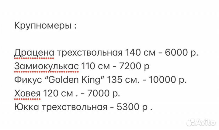 Комнатные цветы