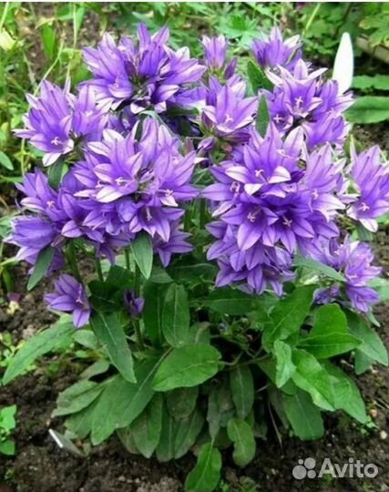 Многолетние Цветы для сада