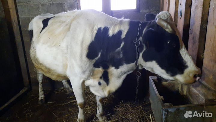 Корова дойная