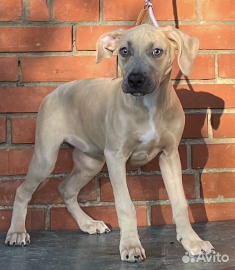 Девочка прайтер щенок