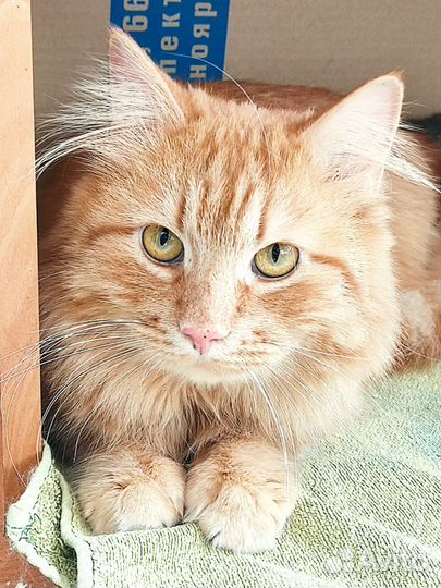 Котик молодой