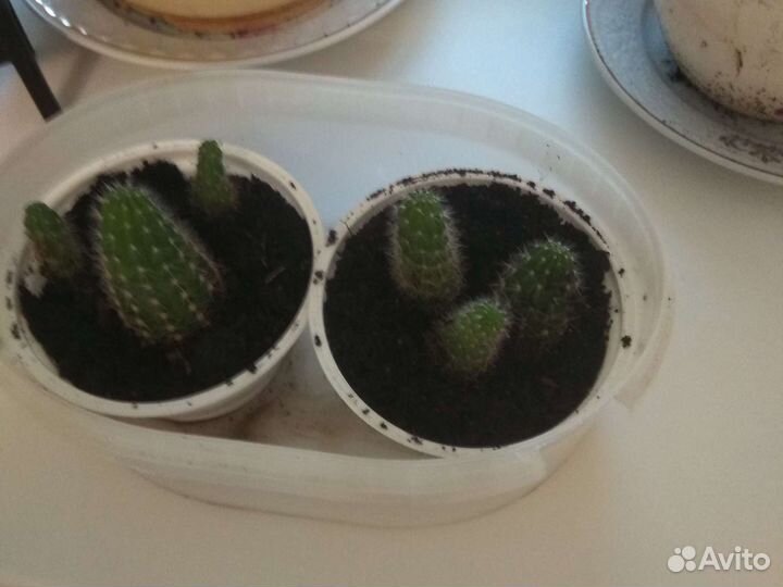 Кактус.Эхинопсис. Фиалки