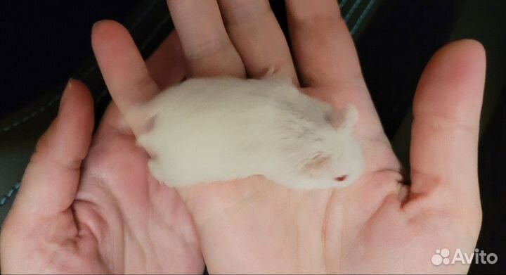 Хомяки Кэмпбелла альбиносы