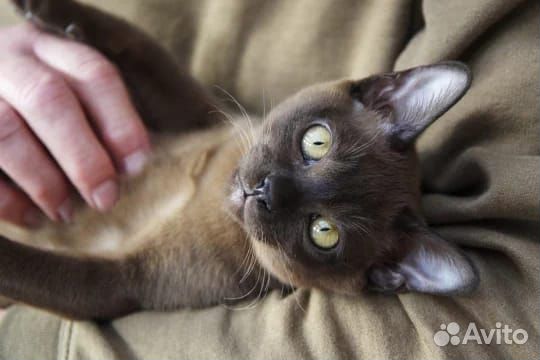 Бурманская