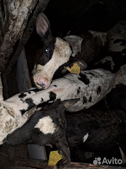 Быки телята