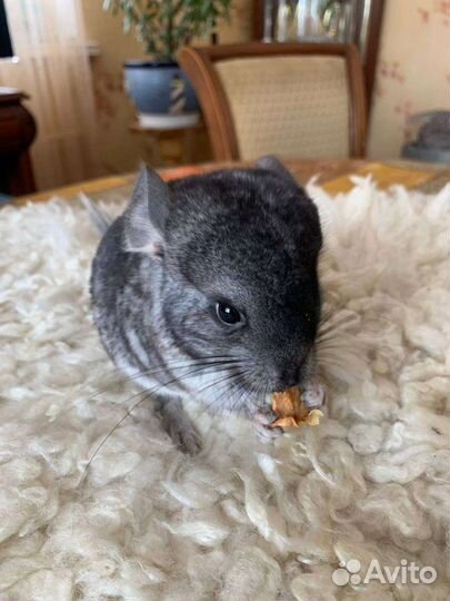 Шиншиллята