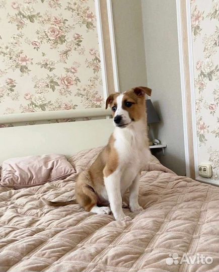 Щенки в поиске хозяев