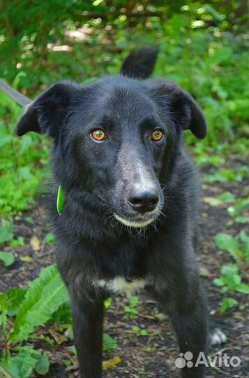 Отличный пес компаньон и охранник