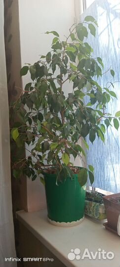 Фикус бенджамина