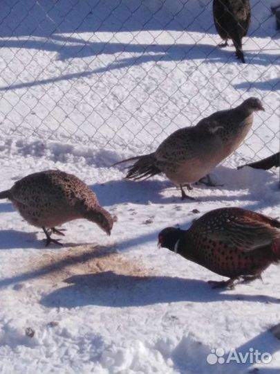 Фазаны охотничьи