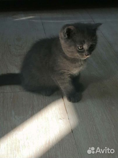 Британская кошка