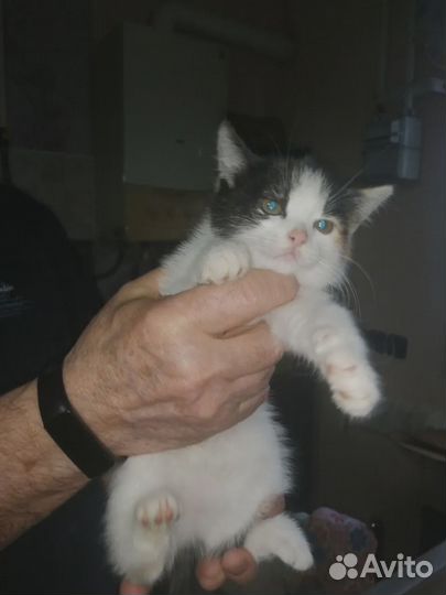 Котенок Беспалатно