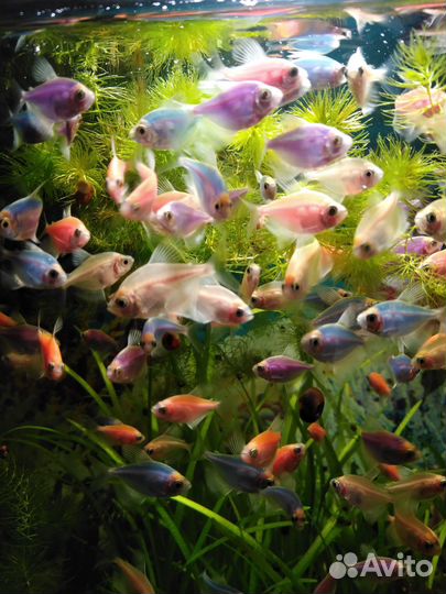 Тернеция гло