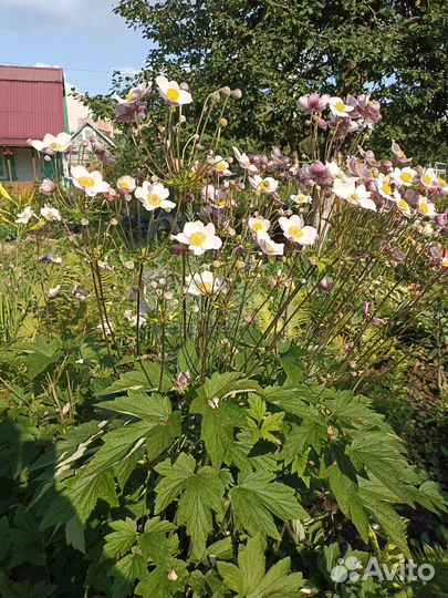 Цветы многолетники