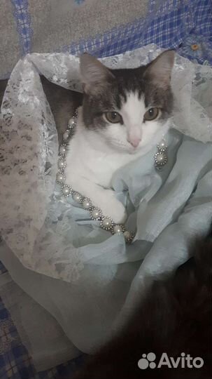 Даша хочет домой