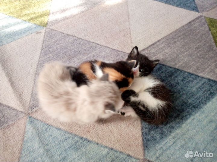Котята в добрые руки