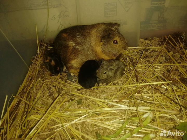 Морские свинки