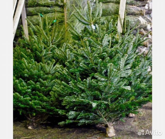 Ель 2м - 3,5м оптом и в розницу
