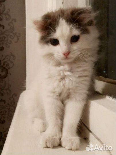 Котята (девочки) в добрые руки