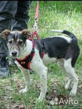 Майкл живет в приюте