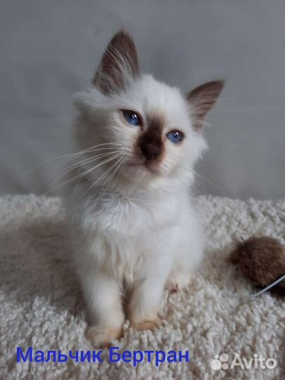 Котята - редкая порода