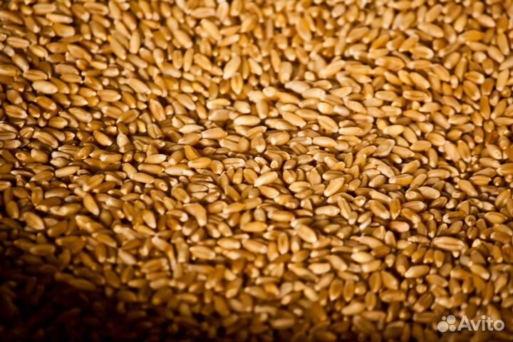 Зерно ячмень, пшеница