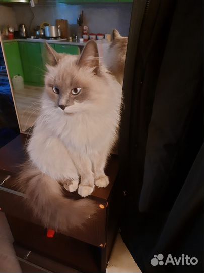 Отдам бесплатно, в добрые руки 2 кошечки