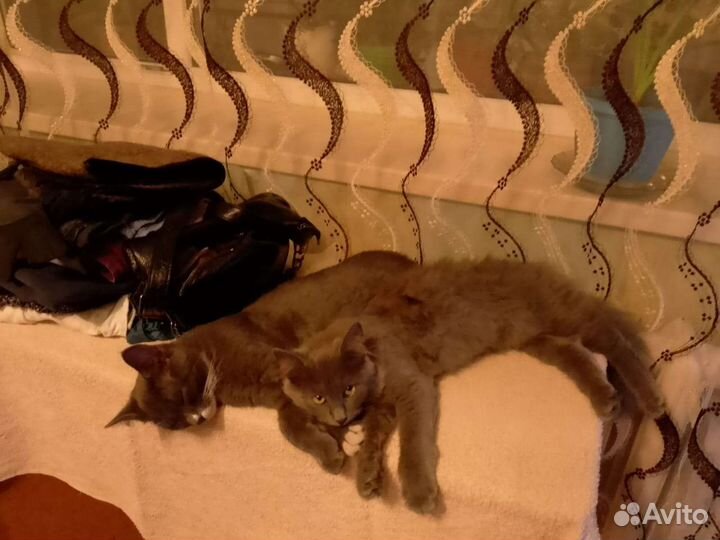 Кошка в дар бесплатно