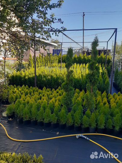 Туя Смарагд