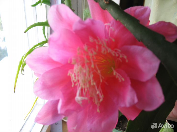 Селеницереус гибридный редкий розовый