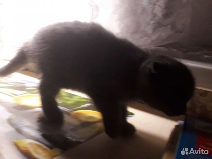 Шотландская вислоухая кошечка