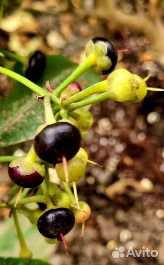 Гуайава, Сизигум,Гликосмис Джин Берри