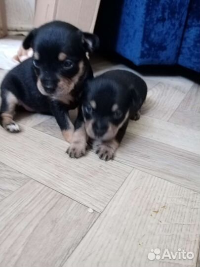 Той-терьер щенки