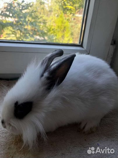Продам кроликов