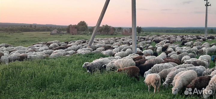 Мясо баранина