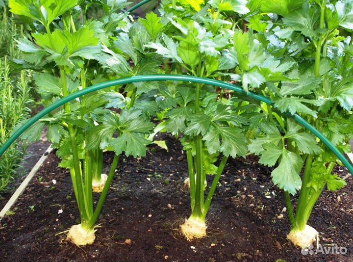 Пастернак с доставкой по России