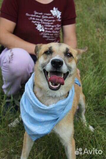 Добрая и ласковая собака оказалась в приюте