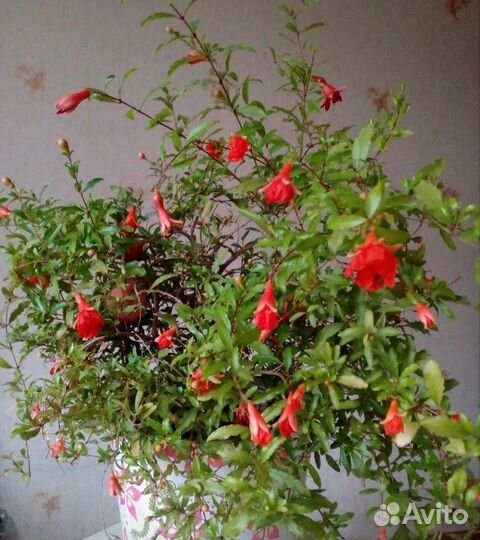 Четыри саженца декоративного комнатного гранатика