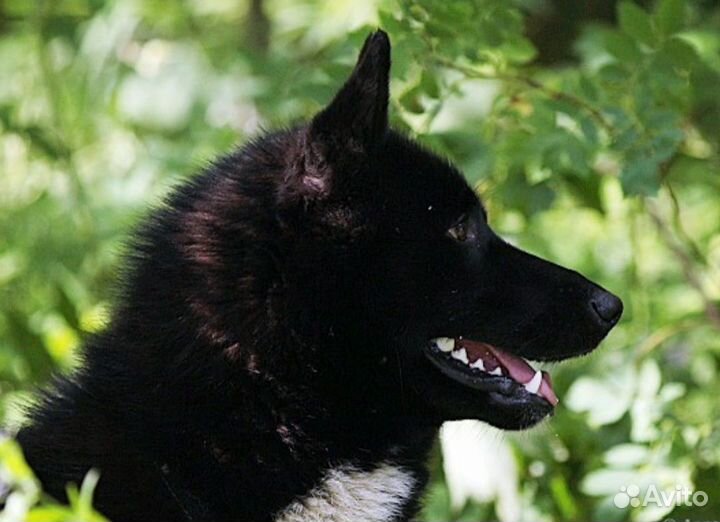 Кобель Русско Европейской лайки для вязки