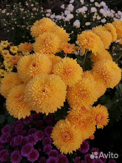 Хризантемы мультифлоры и корейская
