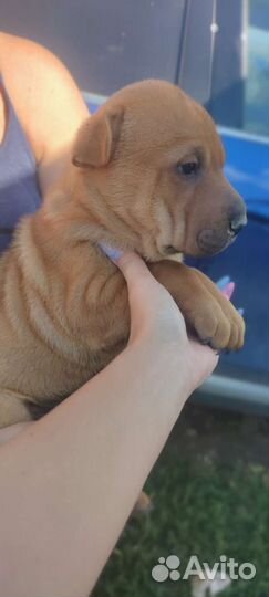 Щенки шарпей