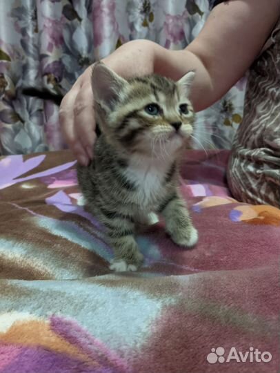 Шотландские котята