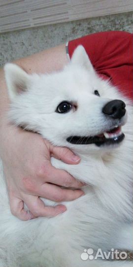 Японский шпиц вязка