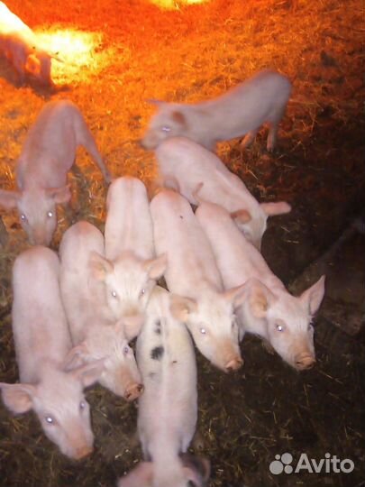 Поросята порода Ландрас, Крупная белая русская