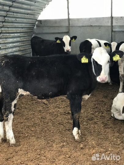 Бычки телята